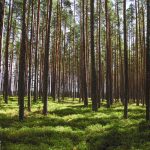 sustainability-tree-planting